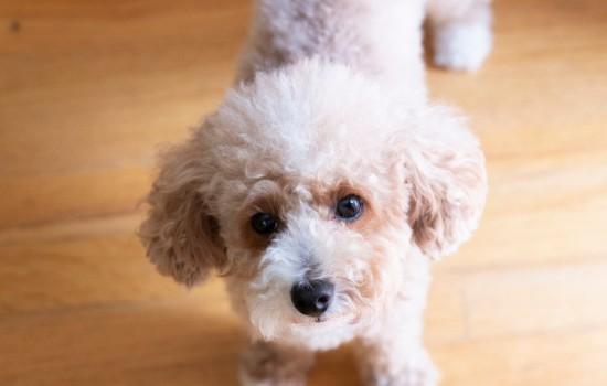 幼犬有必要打八联吗-图1