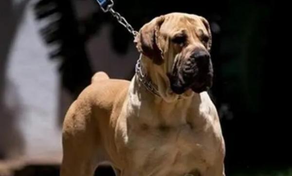 什么犬最厉害排名