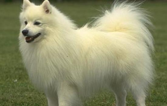 养银狐犬要注意些什么-图1