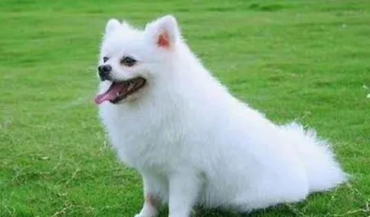 为什么狗狗长得白-图1