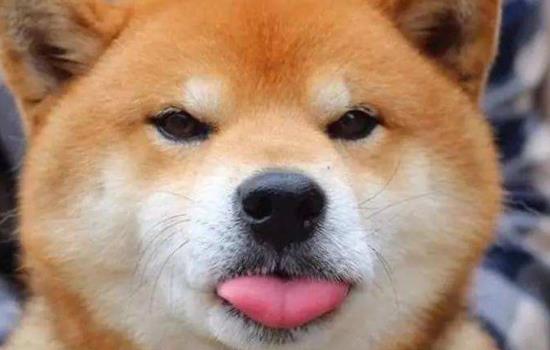 柴犬属于什么型犬-图1