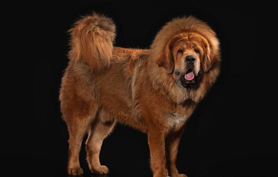 中国十大禁犬：哪些犬种被禁？饲养风险及安全提示-1