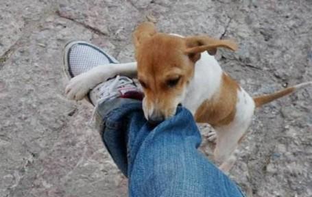 狗狗老是咬裤脚是什么情况