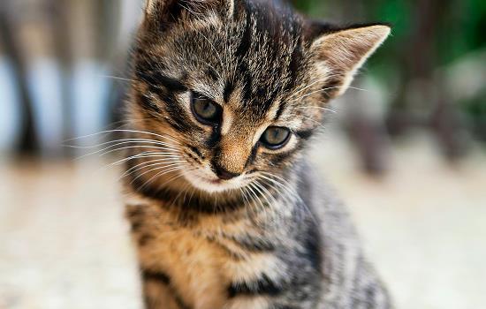 猫咪剪到血线多久能恢复-图1