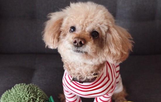 茶杯泰迪犬多少钱一只幼崽-图1