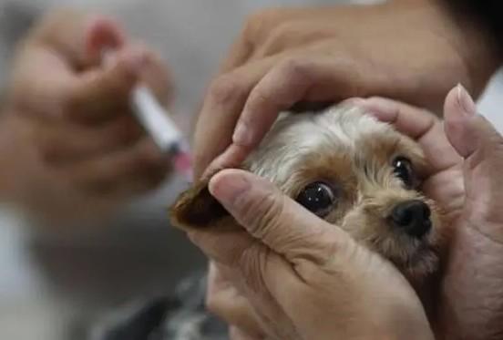 狗打完狂犬疫苗后多久能出门活动-图1