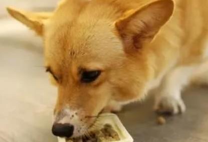 狗狗吃咸的会有什么后果