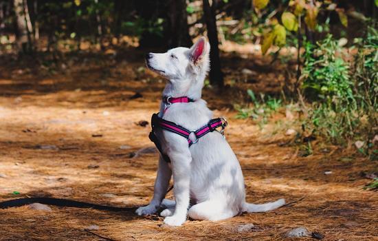 狗打狂犬疫苗有效期是多久-图1