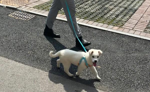 现在爱狗人士怎么不闹了-图1