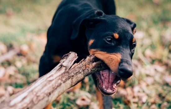 小鹿犬怎么看纯不纯-图1