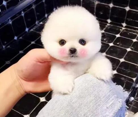 各种小型犬图片-图1