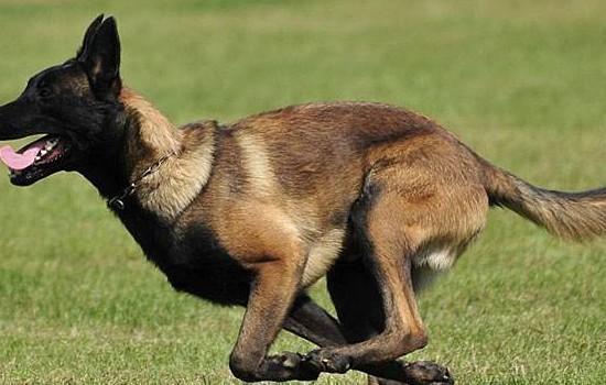美国水猎犬寿命-图1
