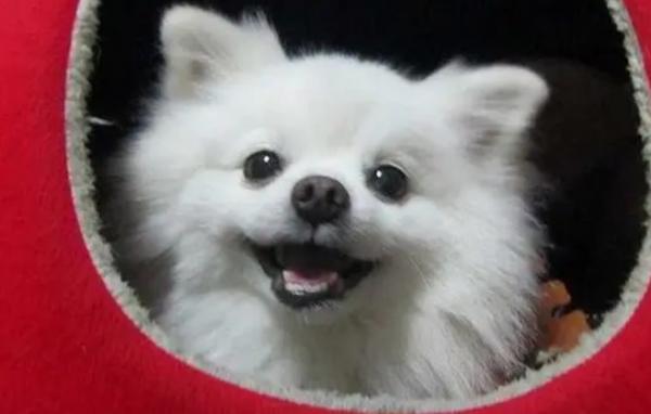 小型犬排名前10名-图1
