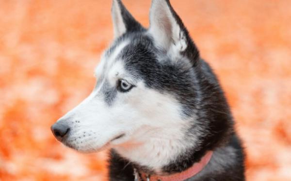 犬类品种大全大型犬-图1
