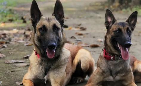 中国最厉害的军犬是谁-图1