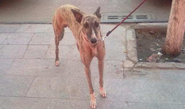 山东长毛细犬详细特征