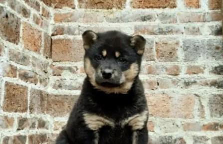 哪种土狗长大最好看