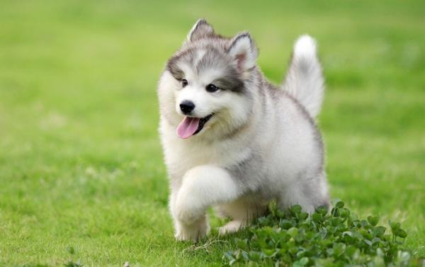 幼犬感冒后多久能洗澡洗头