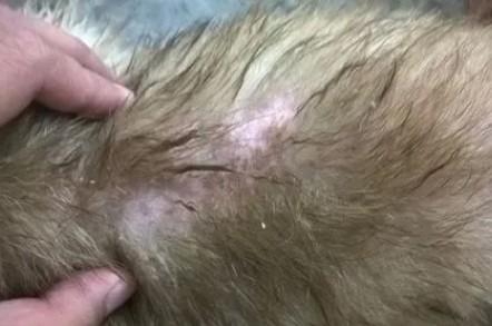 狗狗身体有皮肤病用什么治疗比较好-图1