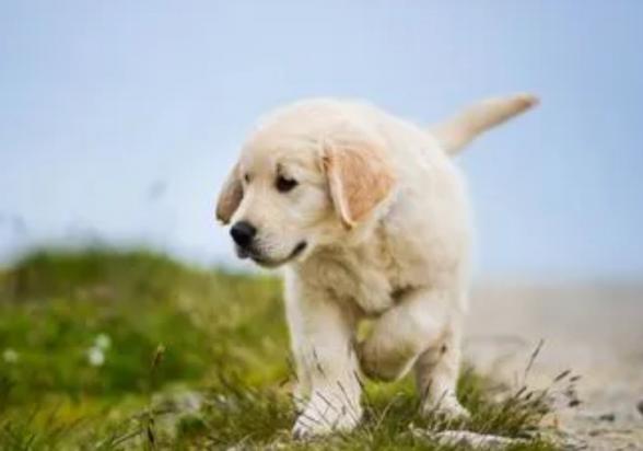 狗患狂犬病多久会死-图1