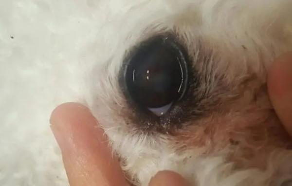 狗狗眼球表面破了个洞-图1