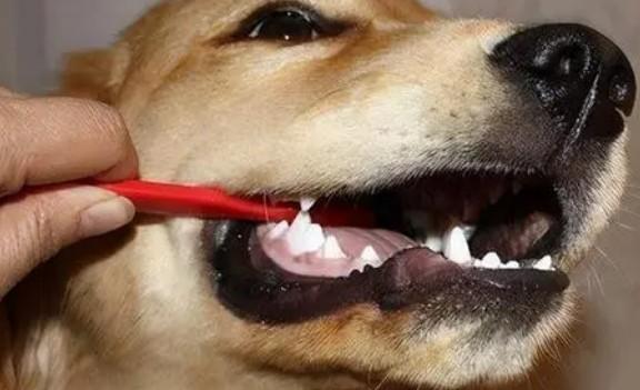 有什么消除狗狗口臭的方法-图1