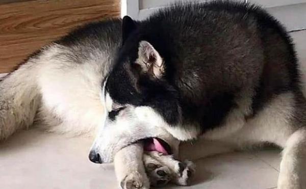 狗狗为什么总舔脚丫