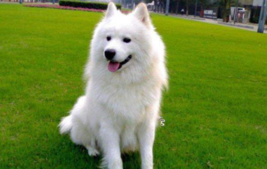 萨摩耶犬掉毛程度-图1