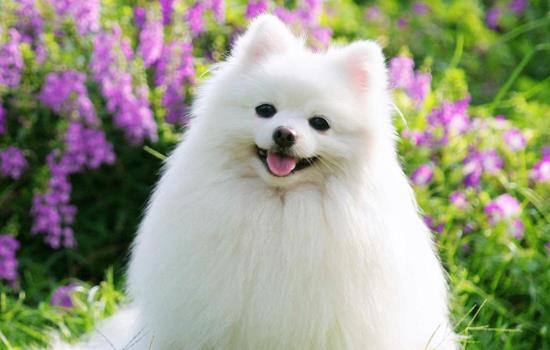 萨摩耶犬怎么看血统纯不纯