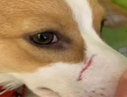狗鼻子被猫抓破了怎么办-图1