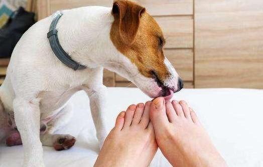 狗狗为什么喜欢玩脚会叫-图1