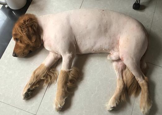 狗狗的腿为什么没有腿毛-图1