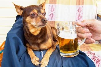 狗喝啤酒会怎么样会有事吗-图1
