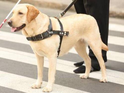 导盲犬怎么样训练听话-图1