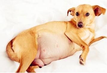 一般狗狗怀孕多少天生产？-图1