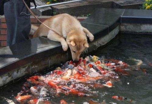 狗狗能吃鱼吗-图1
