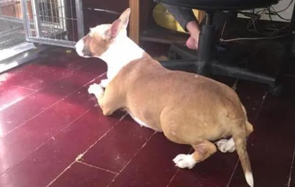 金寨:线上买来萌犬变病犬-图1