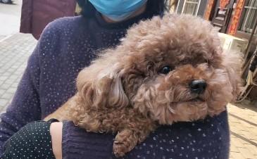 狗狗子宫蓄脓死前征兆有哪些-图1
