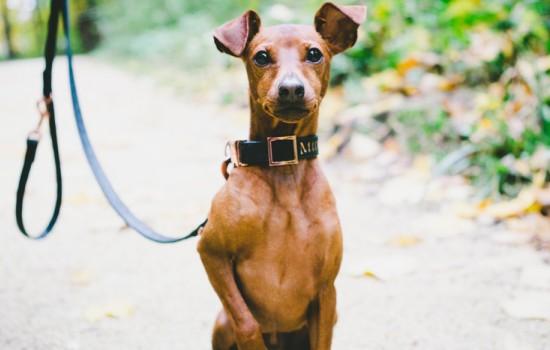 小鹿犬为啥总哆嗦-图1
