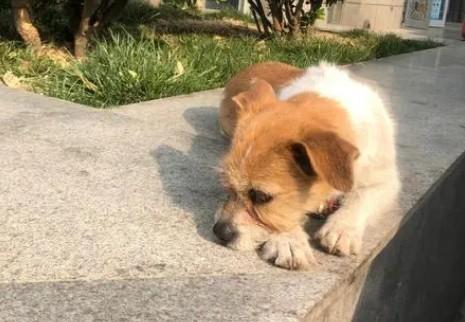夏天狗狗为什么晒太阳呢-图1