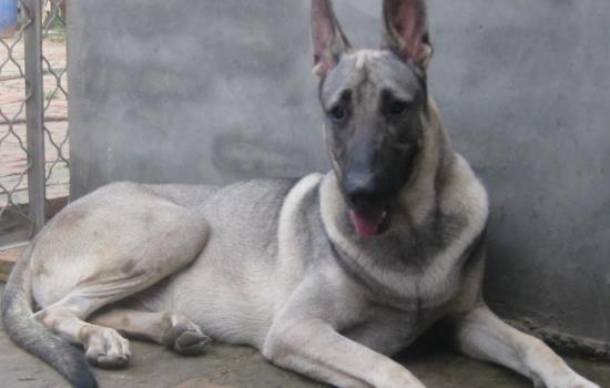 青狼犬和狼青的区别-图1