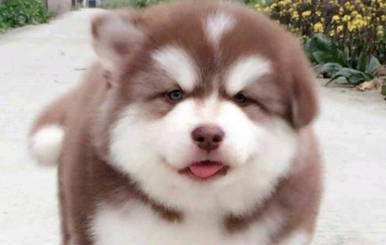 阿拉斯加犬最怕什么-图1