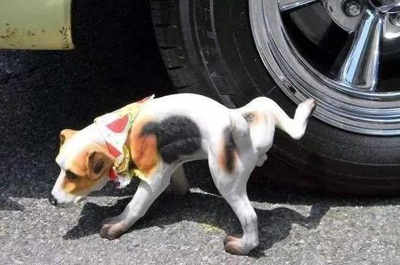 幼犬多久可以憋尿-图1