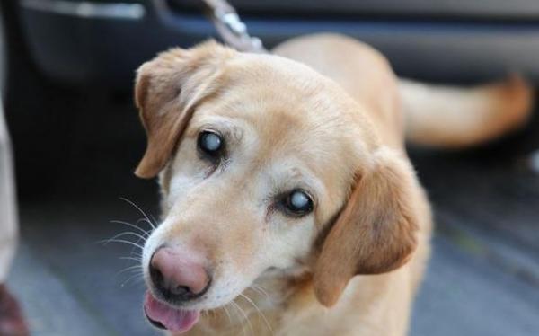 老年犬得了白内障手术多少钱
