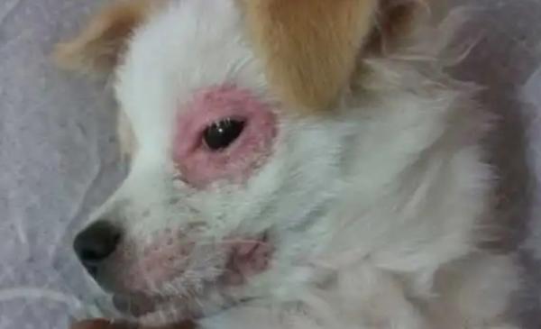 幼犬小鸡红的整根出来了-图1