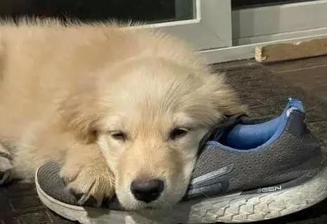 狗狗为什么丢鞋子