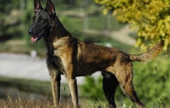 新手养马犬要注意什么-图1