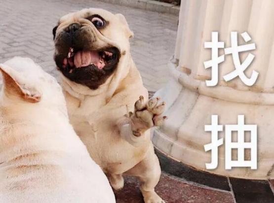 骂养狗人语录-图1