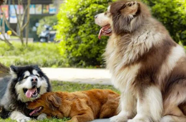 什么大型犬适合家养-图1