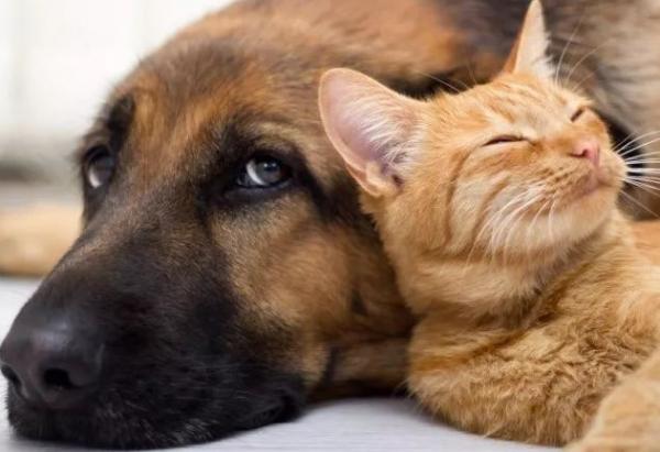 狗狗为什么会比猫强大-图1